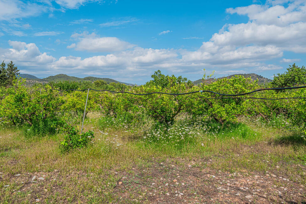 Renovierungsbedürftige Finca mit 9.6 ha Land in ruhiger Lage bei Alaro