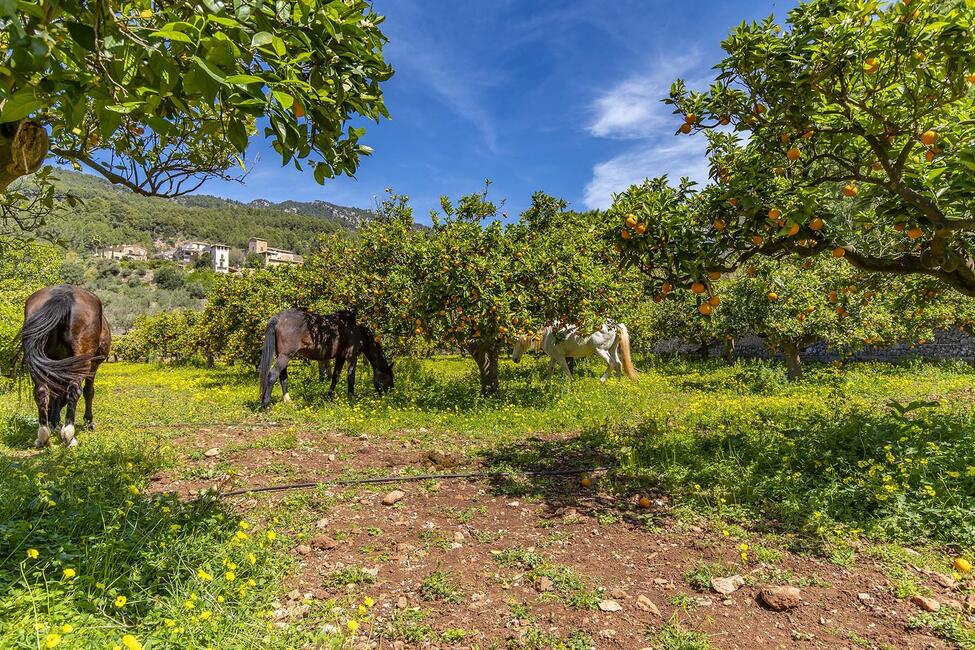 Charming finca with guest house and mountain views near Sóller