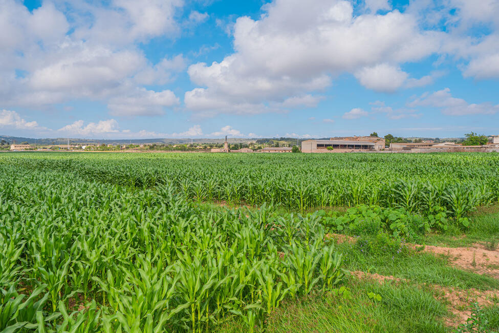 Rustikale Finca mit grossem Grundstück, in Golfplatznähe in Son Gual