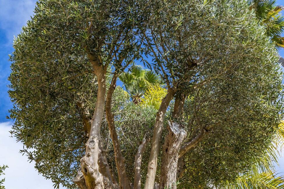 Rustic villa with salt water pool and garden in Alaró