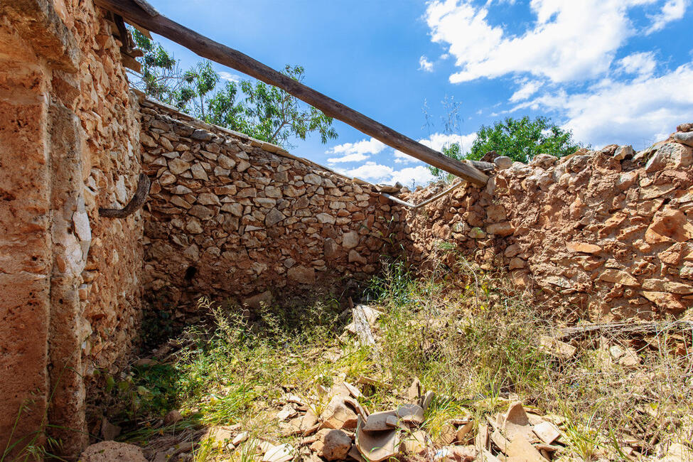 Parcela edificable con muros de piedra seca y árboles viejos en Felanitx