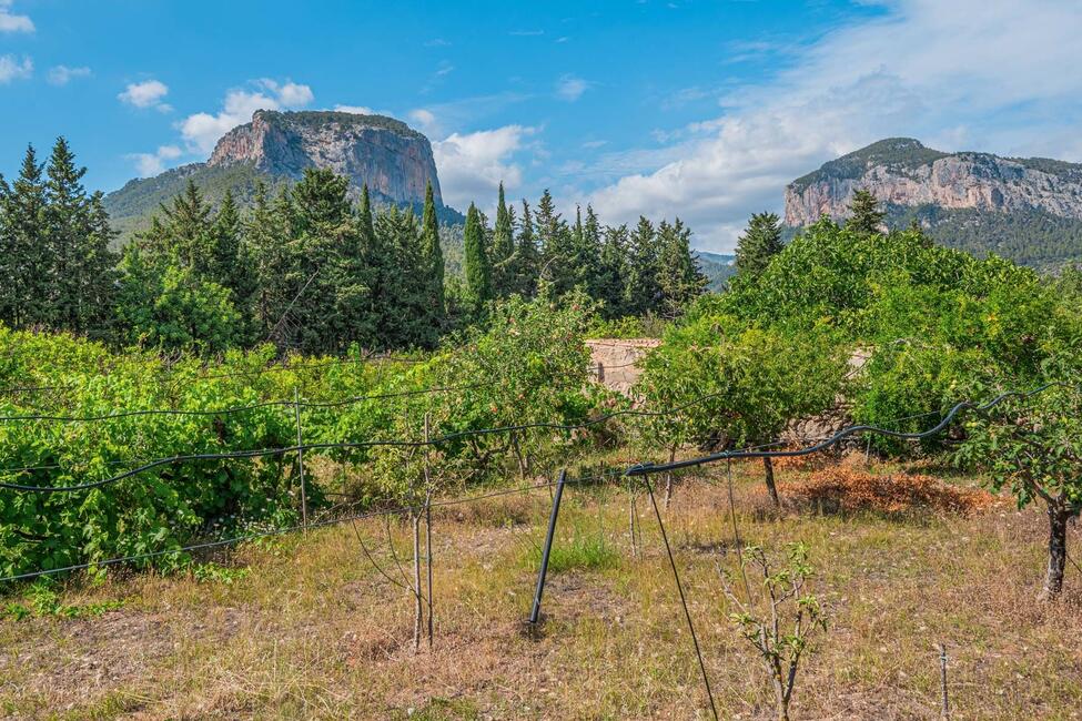 Renovierungsbedürftige Finca mit 9.6 ha Land in ruhiger Lage bei Alaro